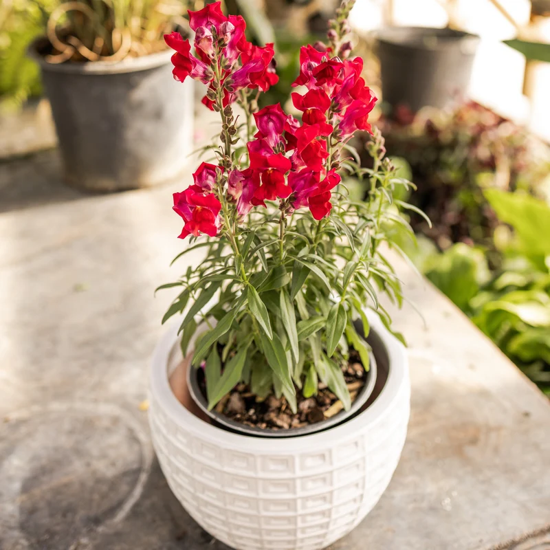 Speedy Sonnet Crimson Snapdragon