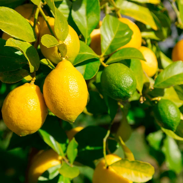 Lemon-Lime Citrus Tree