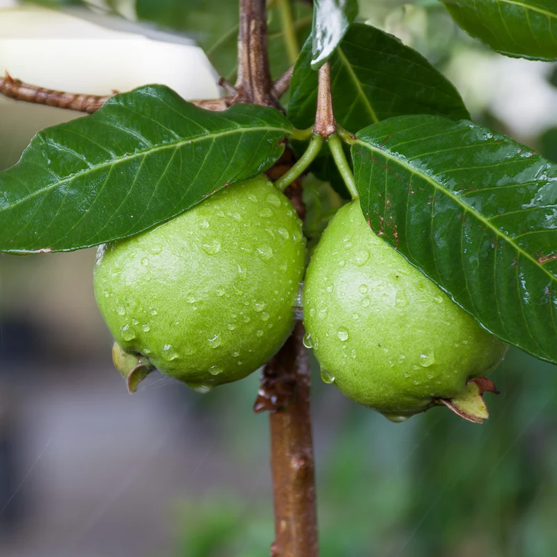 Tropical White Guava Tree