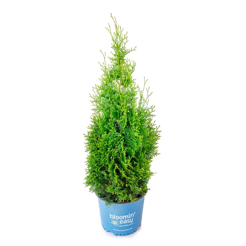 Private Jet™ Arborvitae