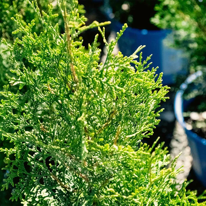 Private Jet™ Arborvitae