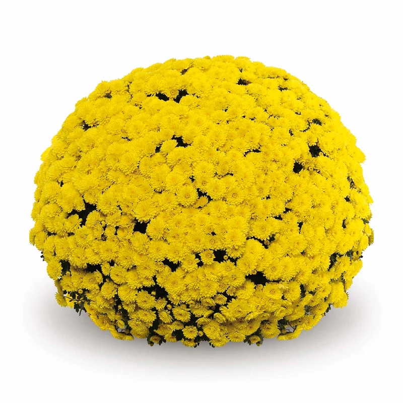 Yellow Belgian Mums®