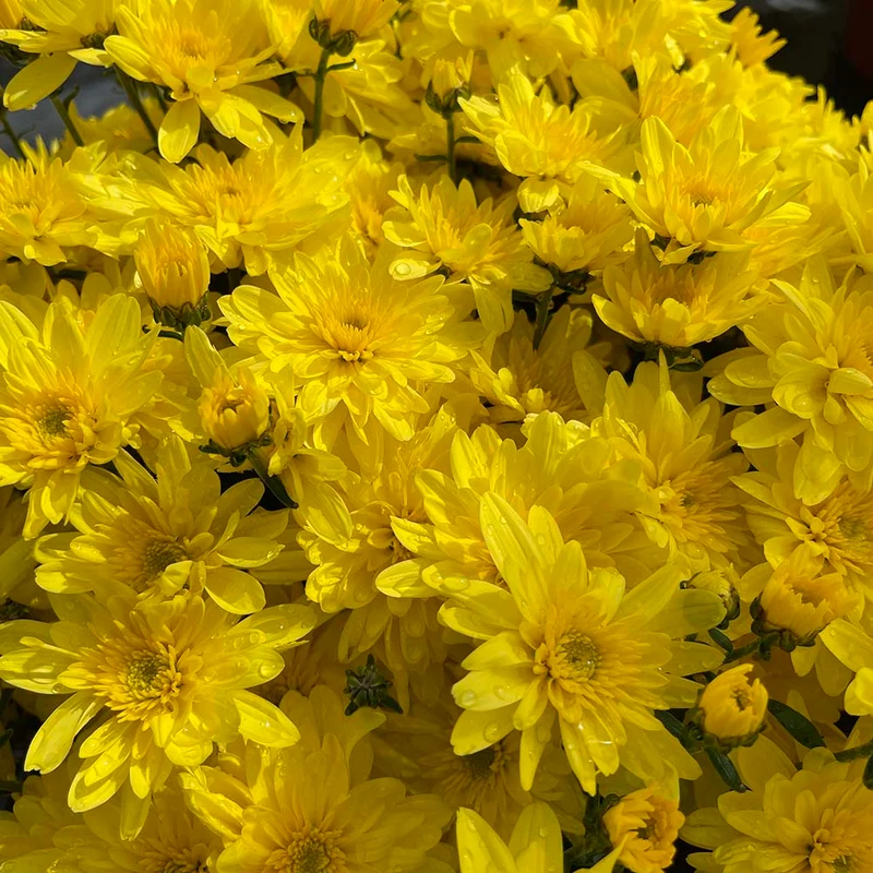 Yellow Belgian Mums®