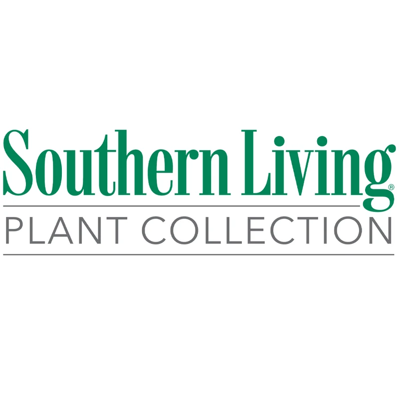 Southern Living® Florida Sunshine Illicium