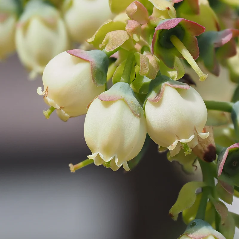 Sweetheart Blueberry Bush - USDA Organic