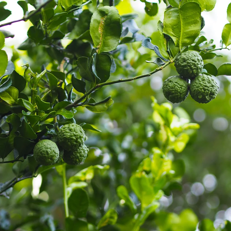 Kaffer 'Kieffer' Lime Tree