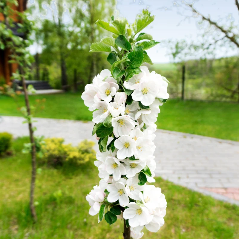 Fruit Snacks® Blushing Delight™ Columnar Apple Tree