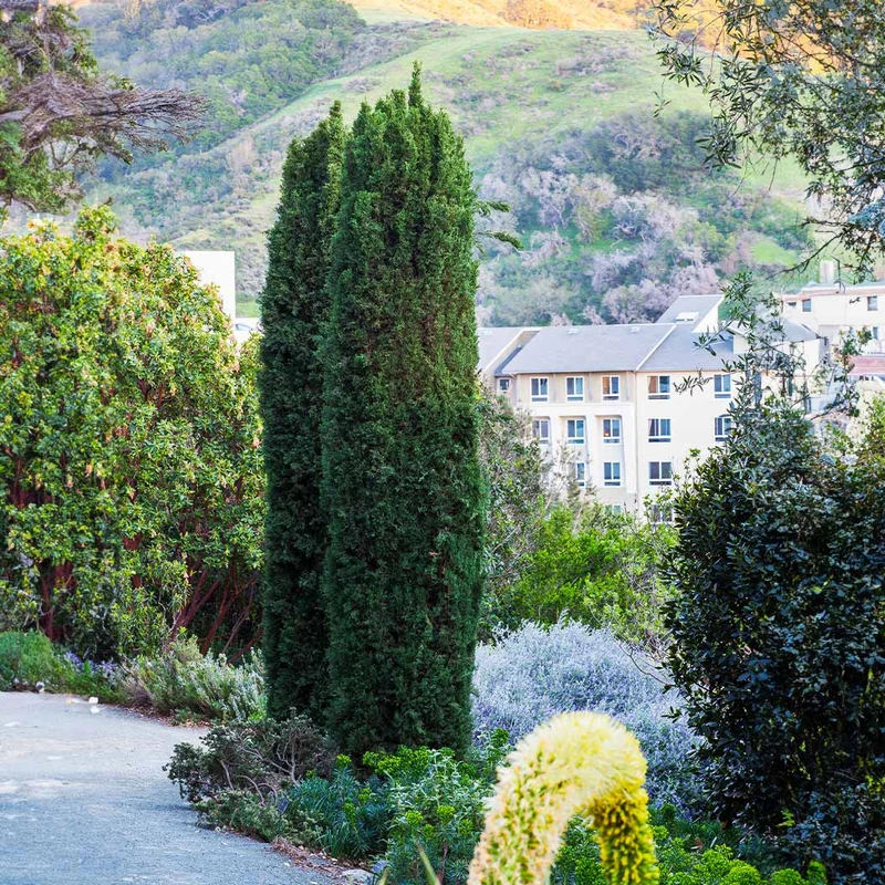 Blue Italian Cypress