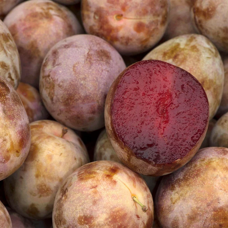 Elephant Heart Plum Tree