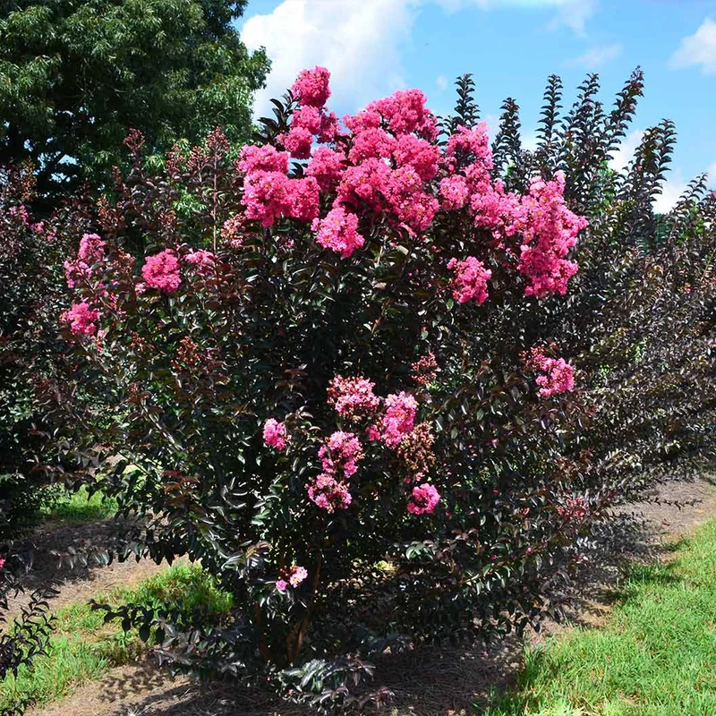 First Editions® Twilight Magic™ Crape Myrtle