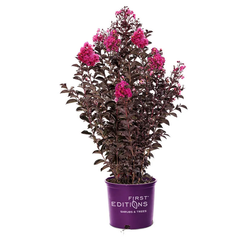 First Editions® Twilight Magic™ Crape Myrtle