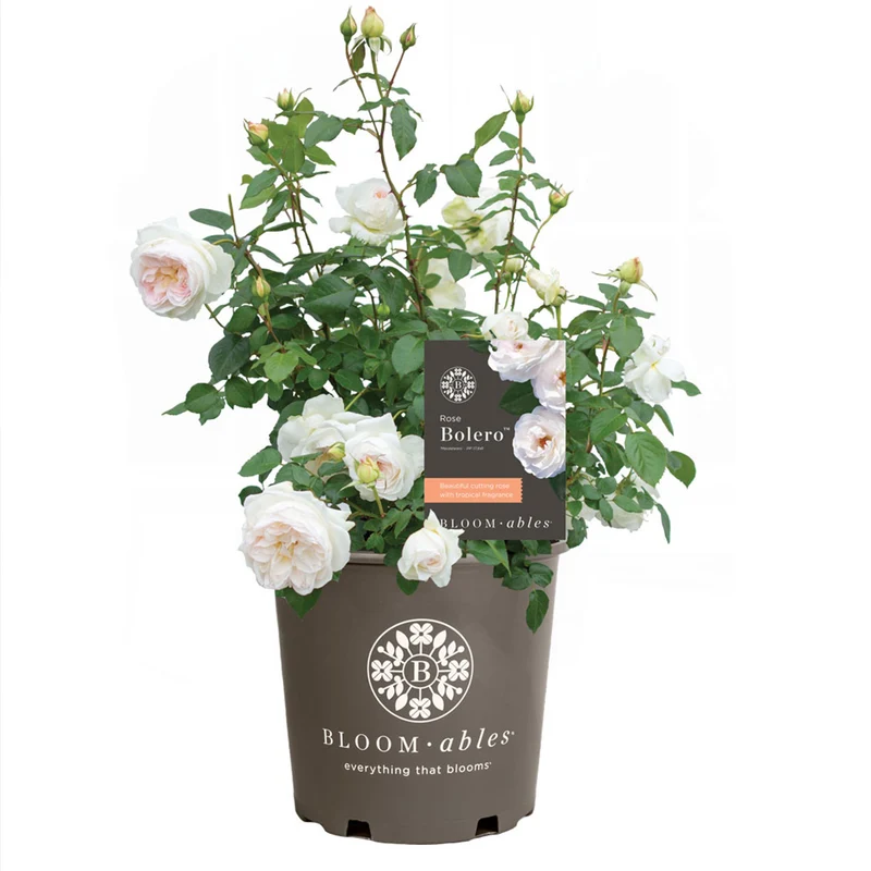 Bloomables® Bolero Rose