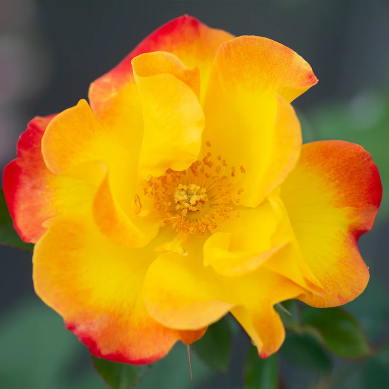 Bloomables® Sunset Horizon Rose