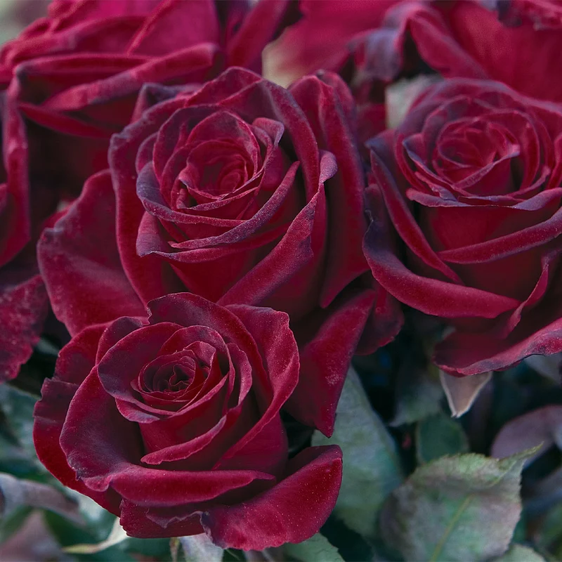 Bloomables® Black Baccara® Rose