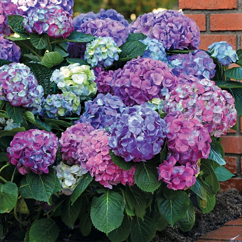 Bloomables® L.A. Dreamin® Hydrangea