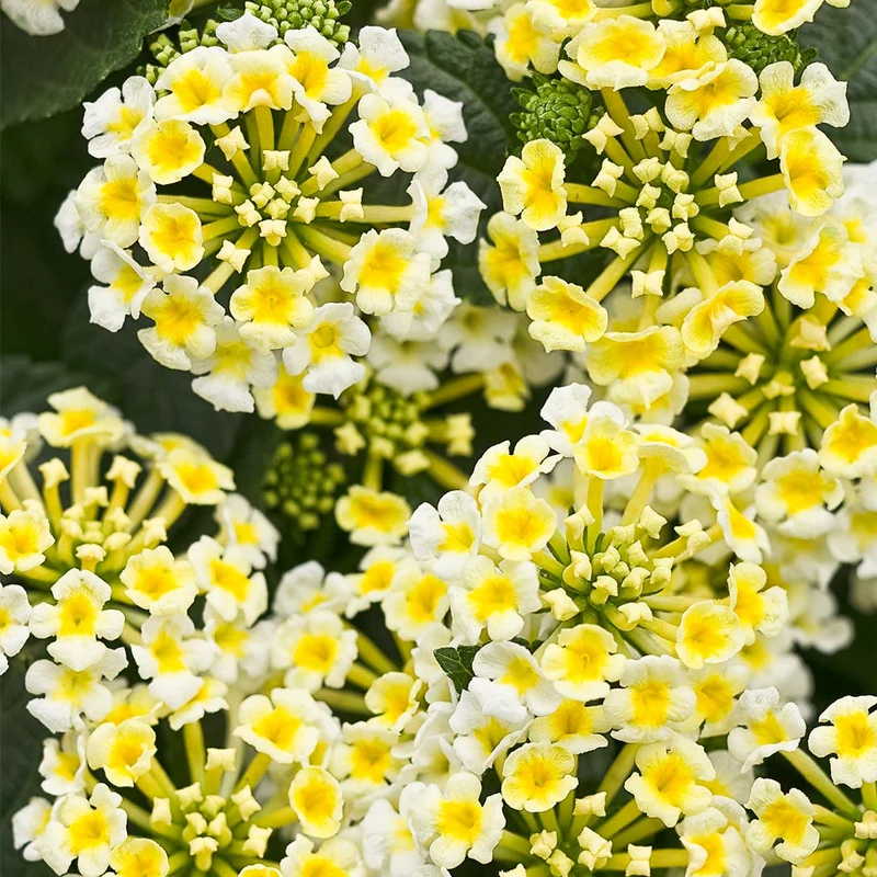 Proven Winners® Luscious® Royale Piña Colada Lantana