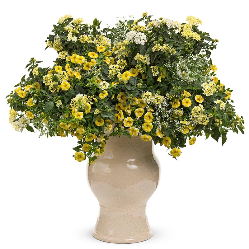 Proven Winners® Luscious® Royale Piña Colada Lantana