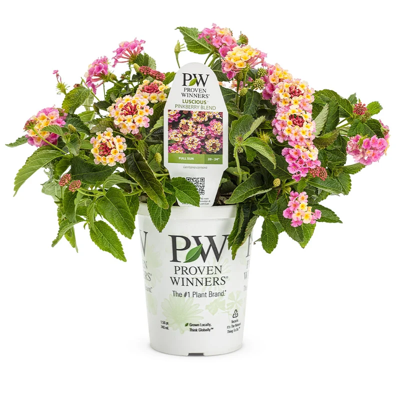 Proven Winners® Luscious® Pinkberry Blend™ Lantana
