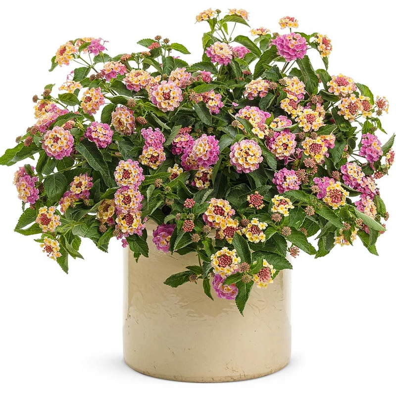 Proven Winners® Luscious® Pinkberry Blend™ Lantana