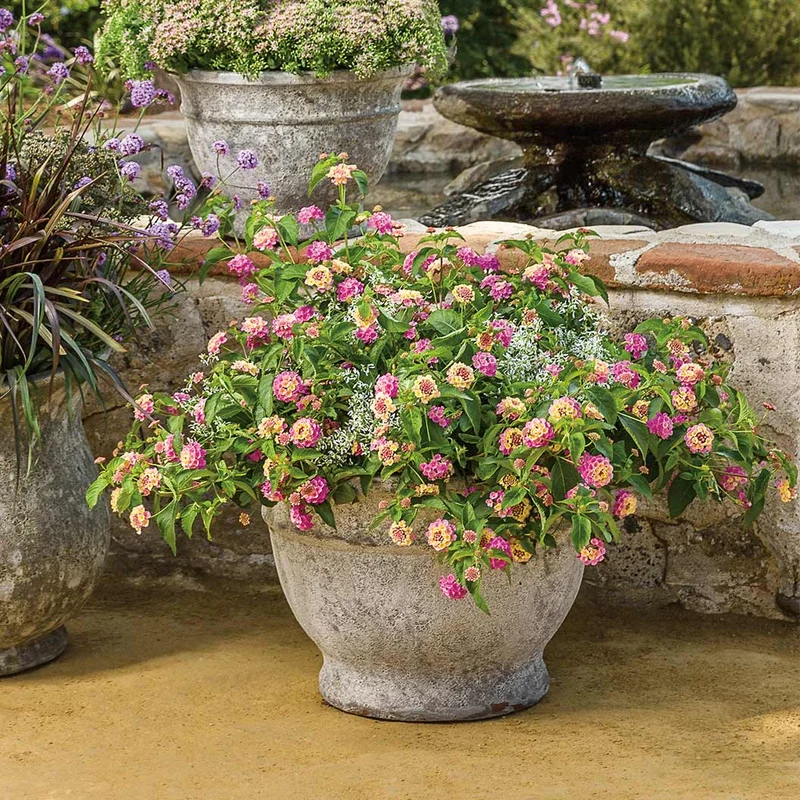 Proven Winners® Luscious® Pinkberry Blend™ Lantana
