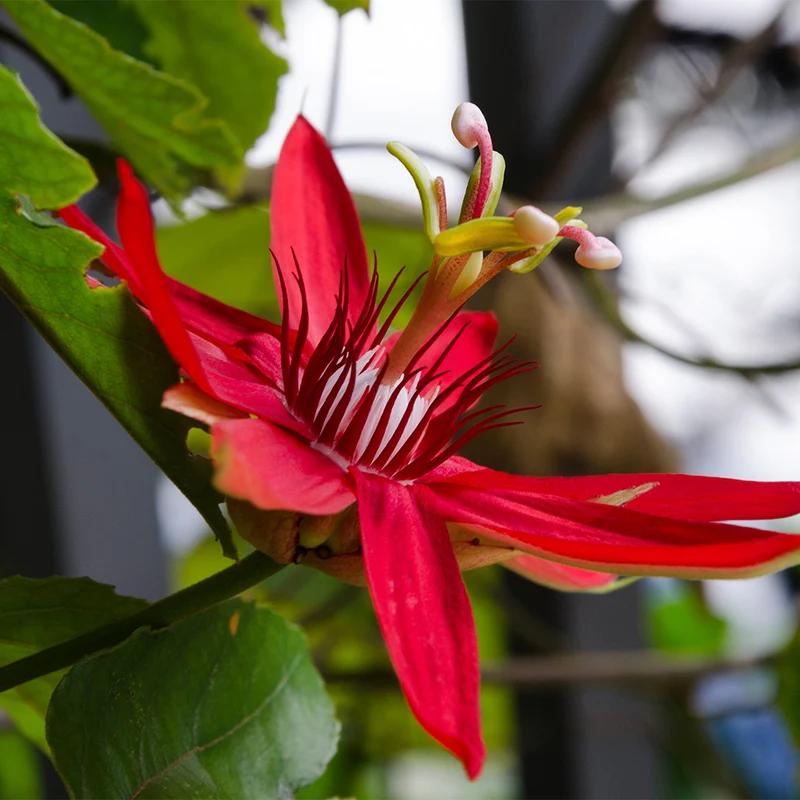 Red Passion Flower