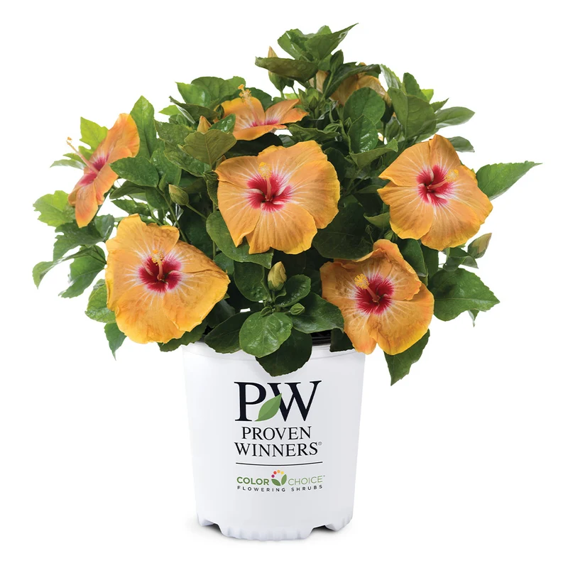 Proven Winners® Golden Globe™ Hollywood® Hibiscus