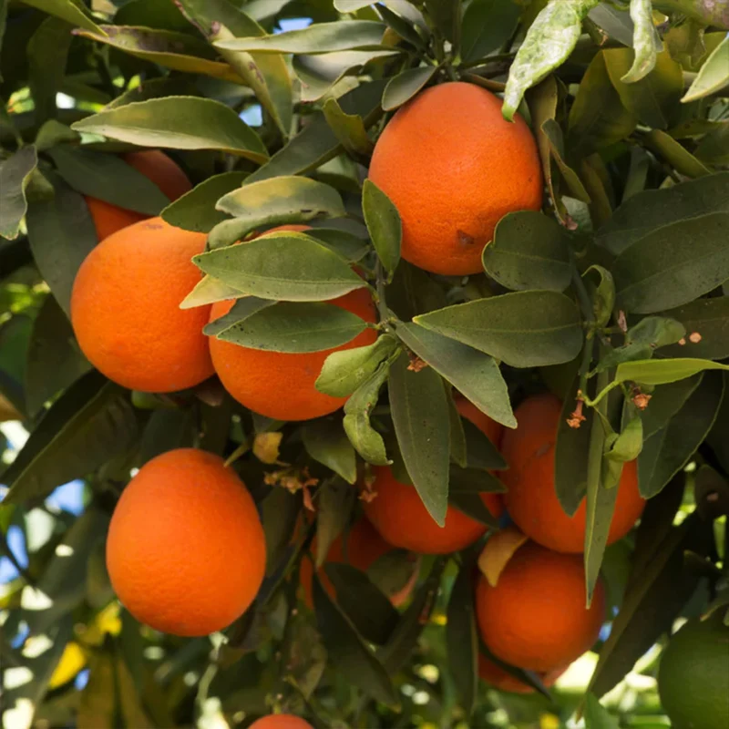 Red Lime Tree
