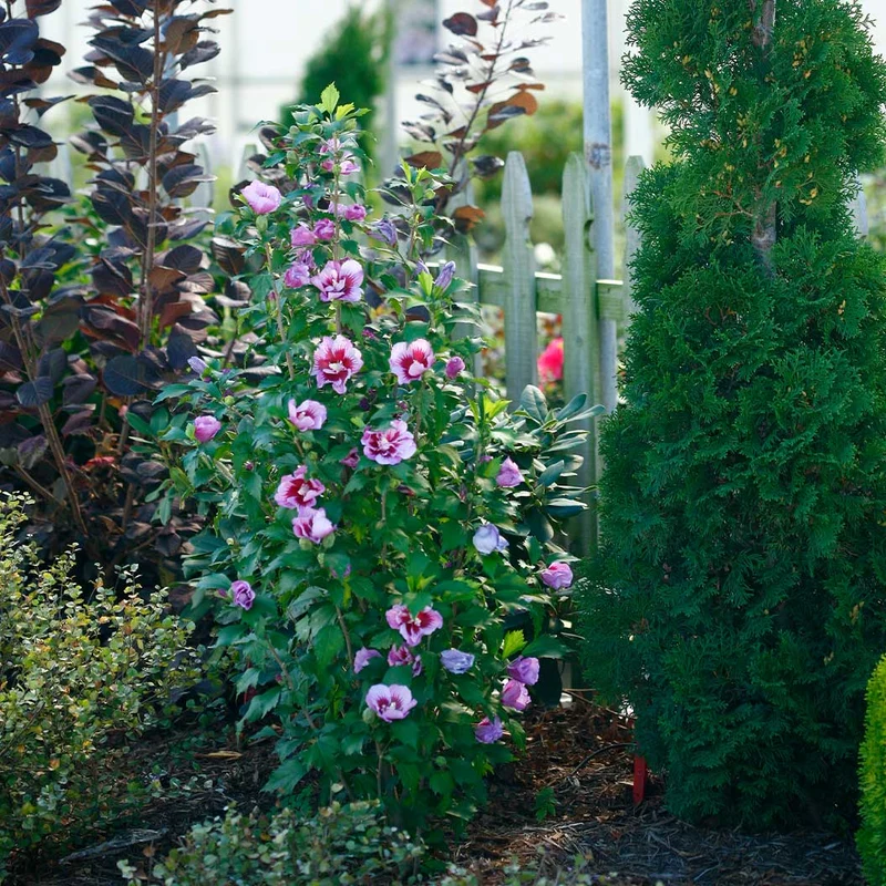 Proven Winners® Purple Pillar® Rose of Sharon Althea