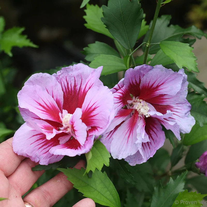 Proven Winners® Purple Pillar® Rose of Sharon Althea