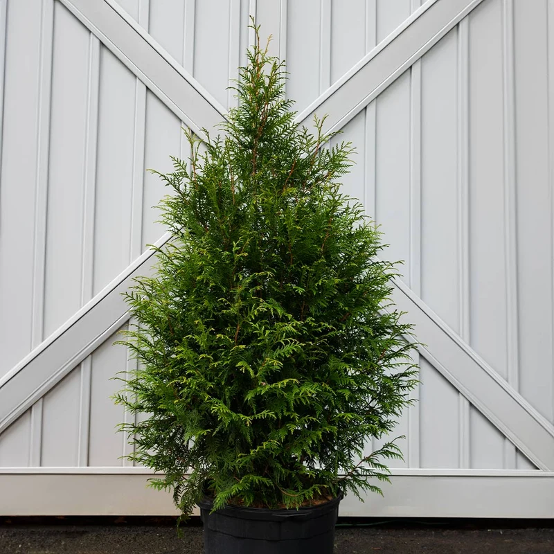 Leprechaun™ Arborvitae Tree