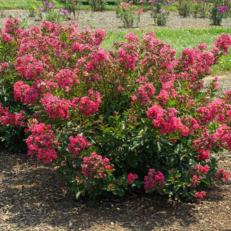 Bloomables® Bellini® Raspberry Crape Myrtle