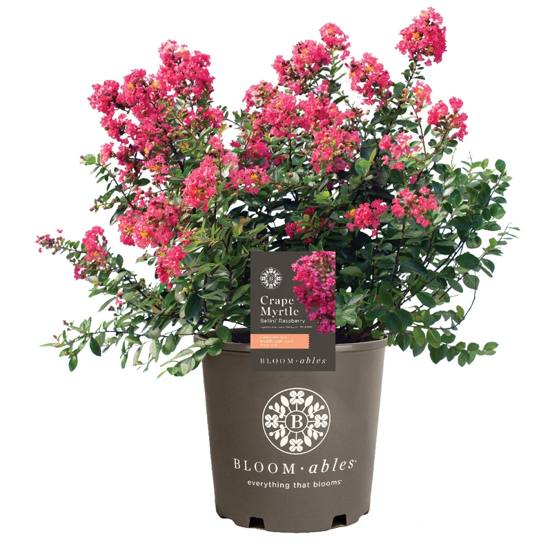 Bloomables® Bellini® Raspberry Crape Myrtle