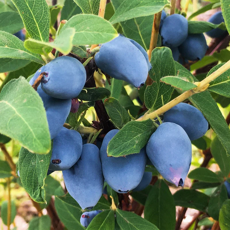 Aurora Honeyberry Bush