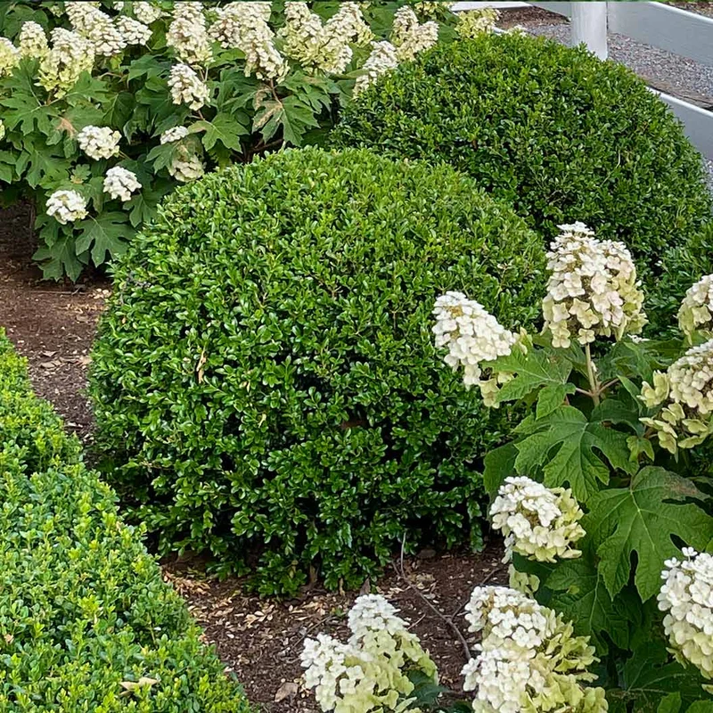 Proven Winners® NewGen Independence® Boxwood