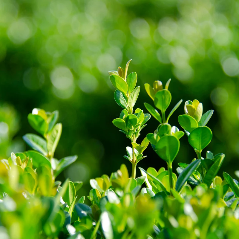 Proven Winners® NewGen Freedom® Boxwood