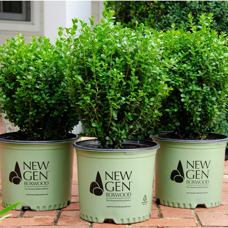 Proven Winners® NewGen Freedom® Boxwood
