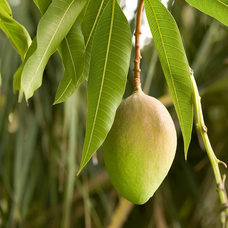 Valencia Pride Mango