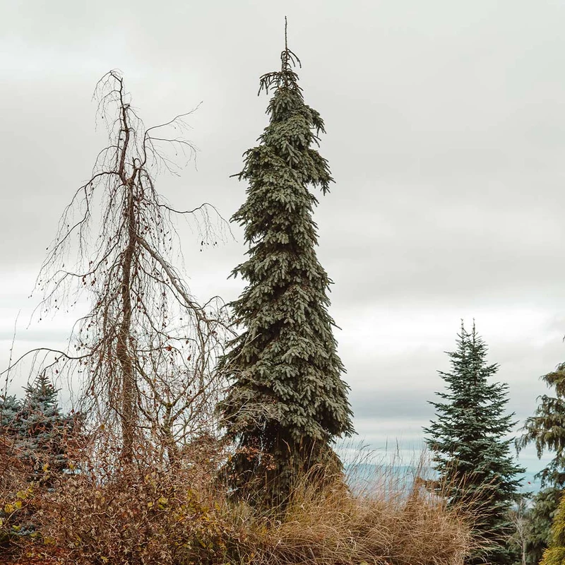 Weeping White Spruce Tree
