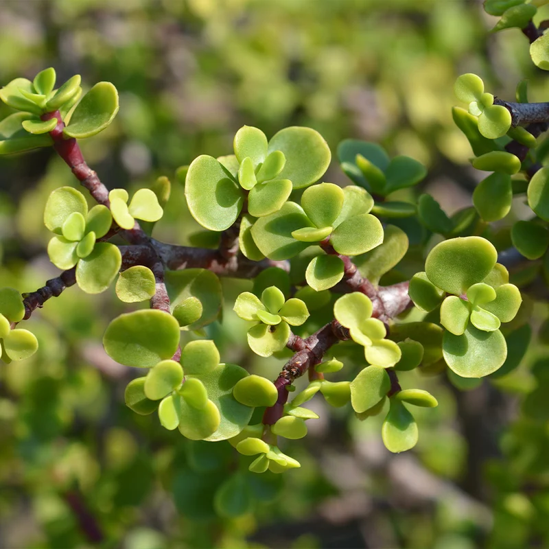 Dwarf Jade Plant