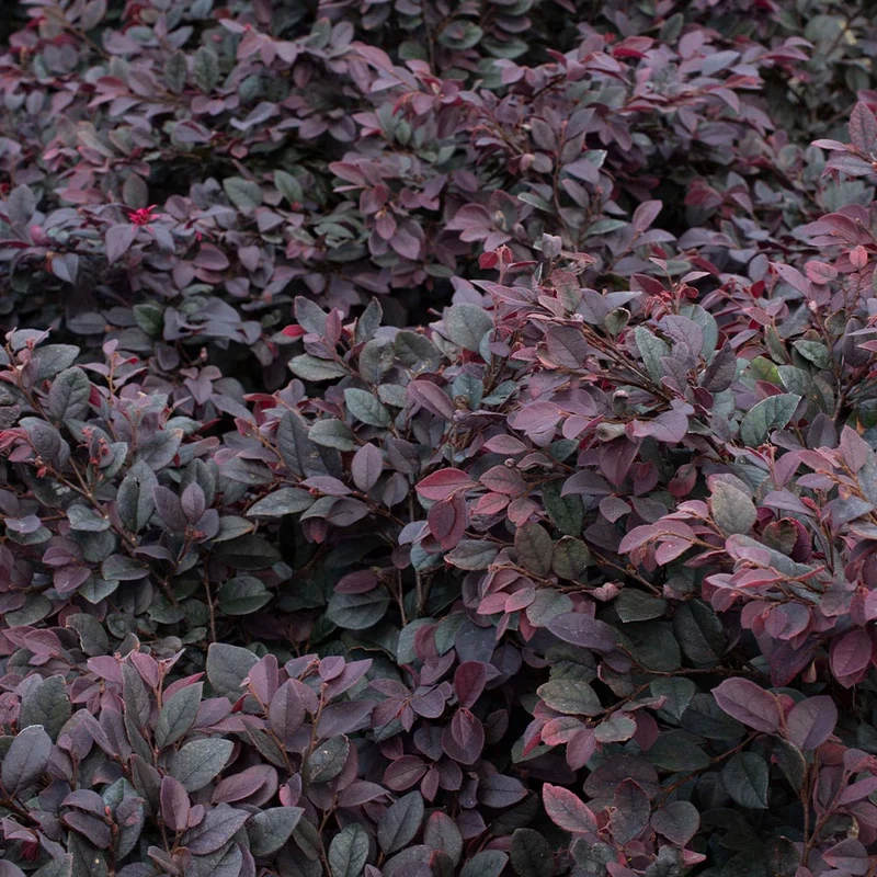 Bloomables® Cerise Charm Loropetalum