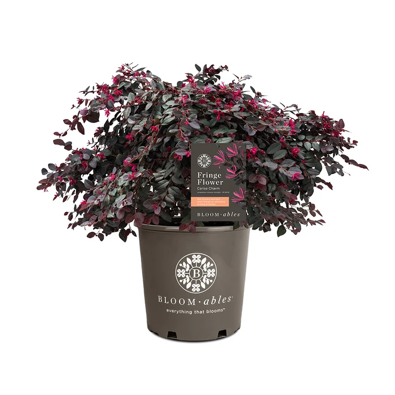 Bloomables® Cerise Charm Loropetalum