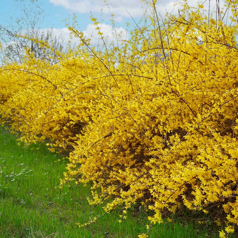Northern Gold Forsythia