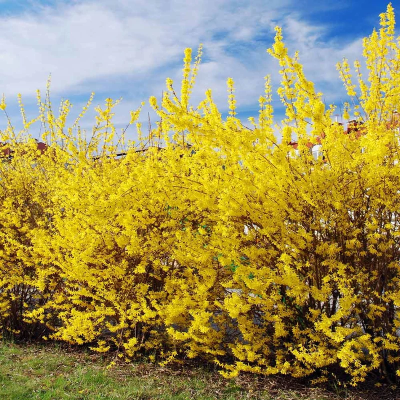 Northern Gold Forsythia