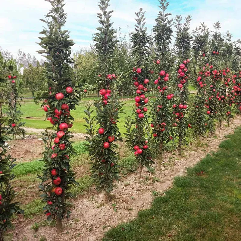 Fruit Snacks® Tasty Red™ Columnar Apple Tree