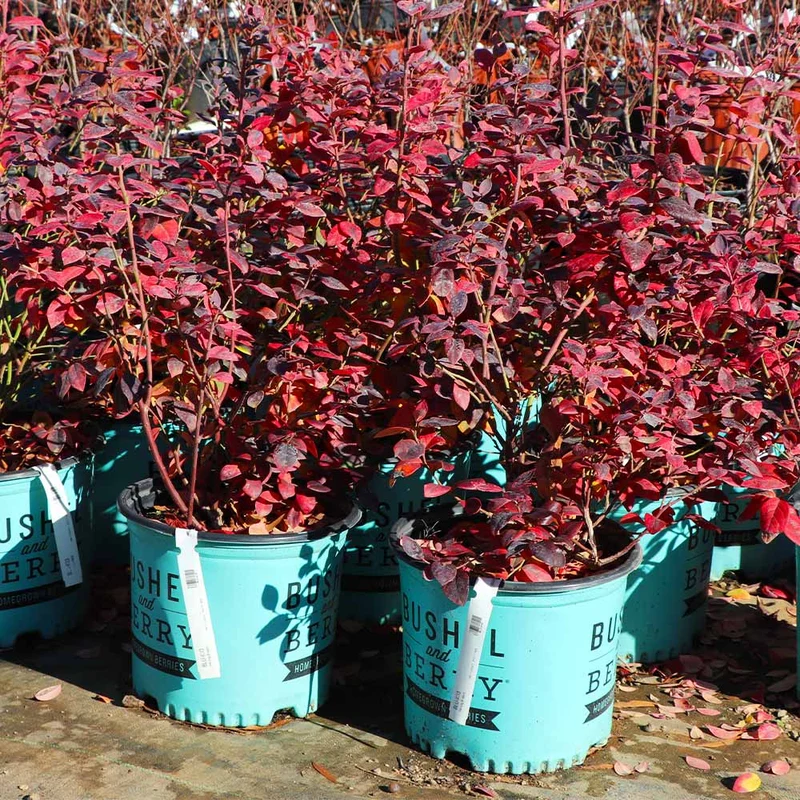 Bushel and Berry® Pink Icing® Blueberry Bush