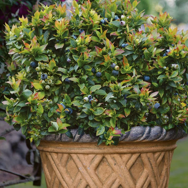 Bushel and Berry® Jelly Bean® Blueberry Bush