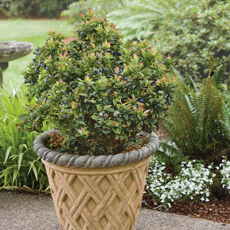 Bushel and Berry® Jelly Bean® Blueberry Bush