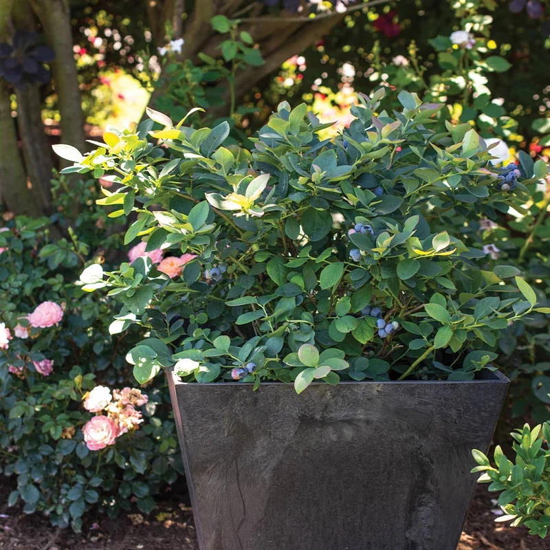 Bushel and Berry® Silver Dollar® Blueberry