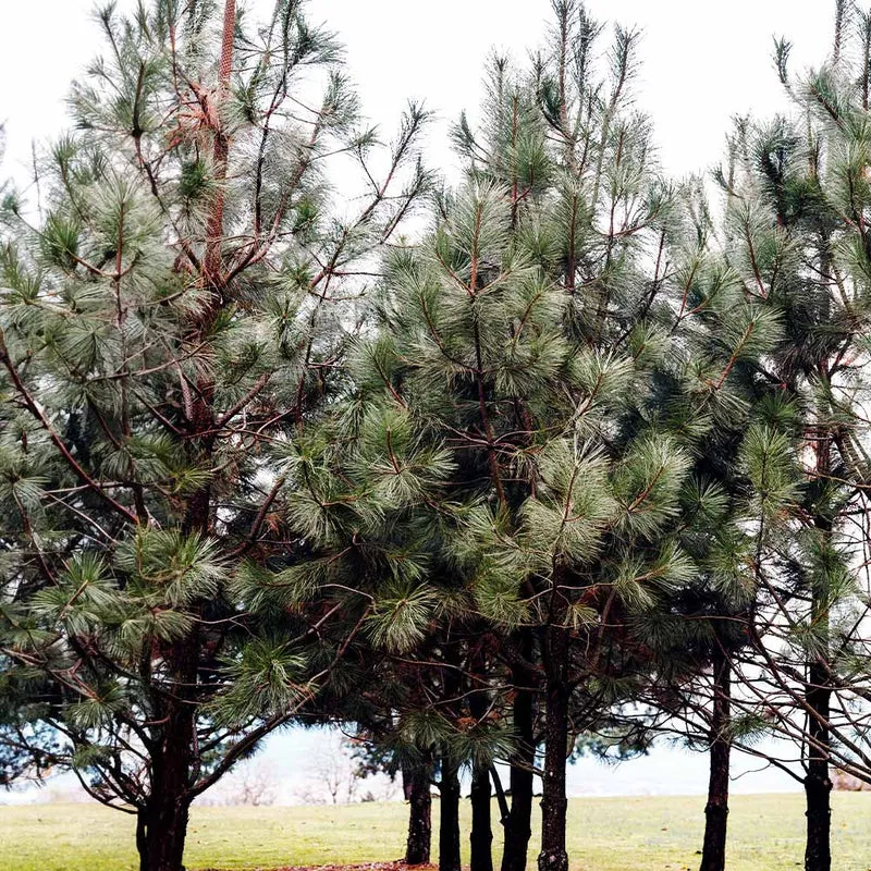 Black Hills Ponderosa Pine Tree