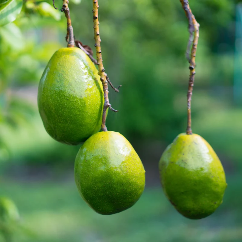 Simmonds Avocado